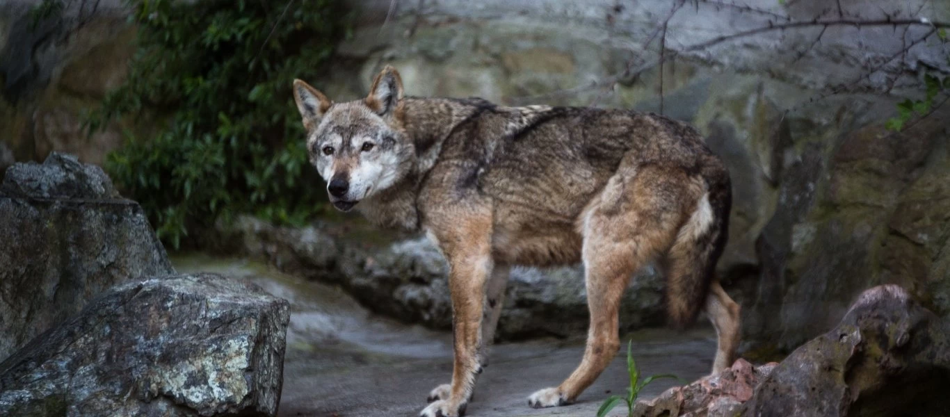 Θεσπρωτία: Λύκος πιάστηκε σε παγίδα για αγριογούρουνα - Επιχείρηση για τον απεγκλωβισμό του (βίντεο)